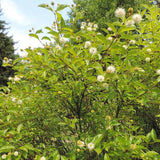 Cephalanthus occidentalis - Buttonbush - 38 Plug Tray