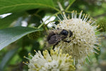 Cephalanthus occidentalis - Buttonbush - 38 Plug Tray