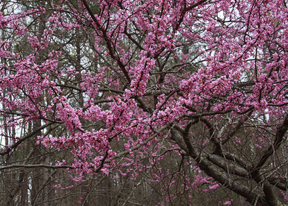 Cercis canadensis - Redbud - 1 Gallon Pot