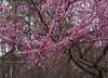 Cercis canadensis - Redbud