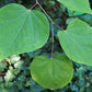 Cercis canadensis - Redbud