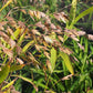 Chasmanthium latifolium - River Oats - 3" Pot