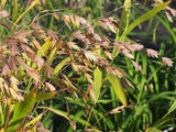 Chasmanthium latifolium - River Oats - 3" Pot