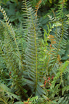 Polystichum acrostichoides - Christmas Fern - 10 Quart Tray