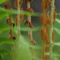 Osmundastrum cinnamomoeum - Cinnamon Fern - Single Quart
