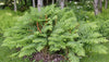 Osmundastrum cinnamomoeum - Cinnamon Fern - 10 Quart Tray