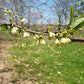 Diospyros virginiana - Common persimmon - 38 Plug Tray