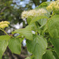 Cornus alternifolia - Alternate leaf Dogwood - 38 Plug Tray