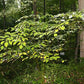 Cornus alternifolia - Alternate leaf Dogwood - 38 Plug Tray