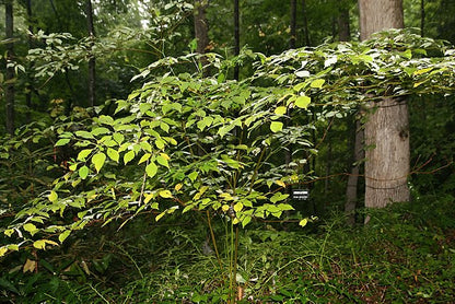 Cornus alternifolia - Alternate Leaf Dogwood