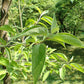Cornus drummondii - Roughleaf Dogwood - 38 Plug Tray