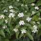 Cornus drummondii - Roughleaf Dogwood - 38 Plug Tray