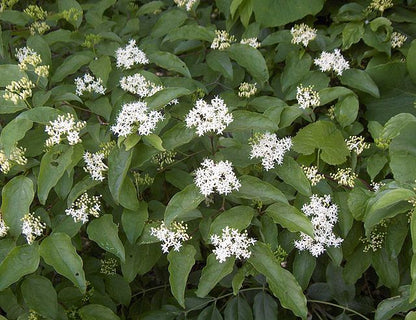 Cornus drummondii - Roughleaf Dogwood - 1 Gallon Pot