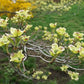 Cornus florida - Flowering Dogwood
