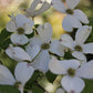 Cornus florida - Flowering Dogwood - 1 Gallon Pot