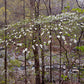 Cornus florida - Flowering Dogwood - 1 Gallon Pot
