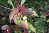 Cornus sericea - Redtwig Dogwood - 38 Plug Tray
