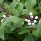 Cornus sericea - Redtwig Dogwood - 1 Gallon Pot