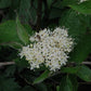 Cornus sericea - Redtwig Dogwood - 1 Gallon Pot
