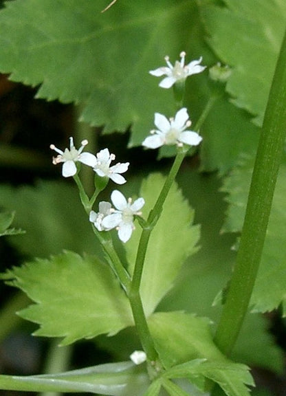 Cryptotaenia canadensis - Honewort - 3" Pot