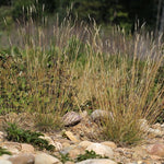 Danthonia spicata - Poverty Oat Grass - 3" Pot