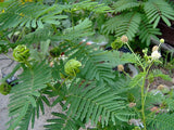 Desmanthus illinoensis - Illinois Bundlelflower - 3" Pot