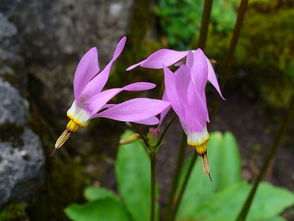 Dodecatheon meadia - Midland Shooting Star - 38 Plug Tray