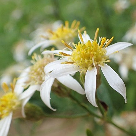 Doellingeria umbellata - Flat Top Aster - 3" Pot