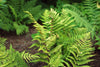 Dryopteris marginalis - Marginal Wood Fern - 10 Quart Tray