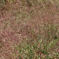 Eragrostis spectabilis - Purple Love Grass - 3" Pot