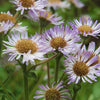 Erigeron pulchellus - Robin's Plantain - 38 Plug Tray
