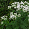 Eupatorium perfoliatum - Boneset - 3" Pot