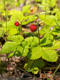Fragaria virginiana - Wild Strawberry - 3" Pot
