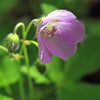 Geranium maculatum - Wild Geranium - 38 Plug Tray
