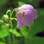 Geranium maculatum - Wild Geranium - 3" Pot