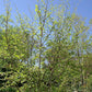 Hamamelis virginiana - Witch-hazel - 1 Gallon Pot