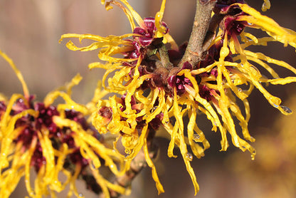 Hamamelis virginiana - Witch-hazel