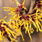 Hamamelis virginiana - Witch-hazel - 1 Gallon Pot