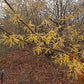 Hamamelis virginiana - Witch-hazel