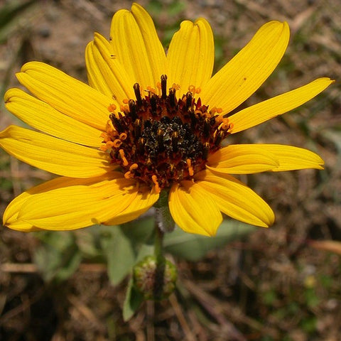 Helianthus pauciflorus - Showy Sunflower - 3" Pot