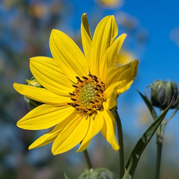 Helianthus giganteus - Tall Sunflower - 3" Pot