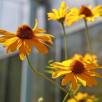 Heliopsis helianthoides - False Sunflower - 3" Pot