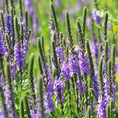 Verbena stricta - Hoary Vervain - 3" Pot