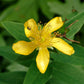 Hypericum pyramidatum - Great St. John's Wort - 3" Pot