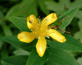 Hypericum pyramidatum - Great St. John's Wort - 3" Pot