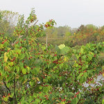 Ilex verticillata - Winterberry - 38 Plug Tray