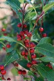 Ilex verticillata - Winterberry - 38 Plug Tray