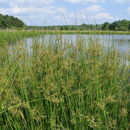 Juncus effusus - Common Rush - 3" Pot