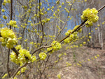 Lindera benzoin - Spicebush - 38 Plug Tray