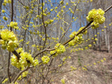 Lindera benzoin - Spicebush - 38 Plug Tray